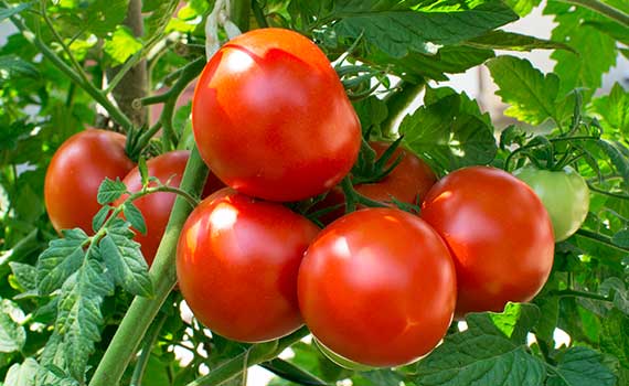 IMIDASHOT tomatos